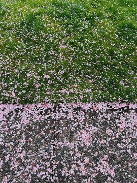 Scattered cherry blossom pedals