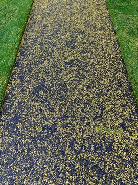 Wet sidewalk in Spring