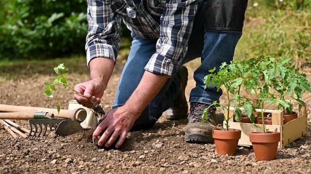 Close up of farmer's hands planting tomato seedling in soil in organic field. Garden work in spring. Traditional agriculture. Footage.