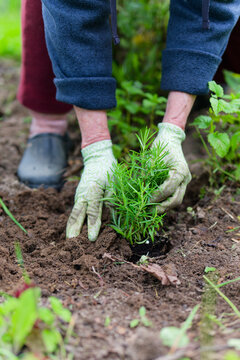 Planting Rosemary