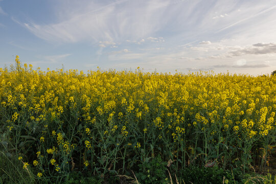 Blooming yellow rapeseed field under a blue sky with soft clouds