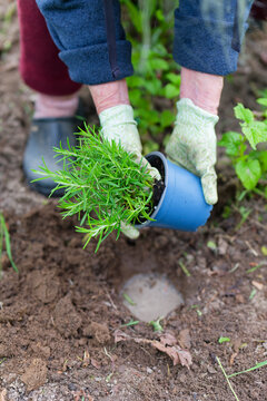 Planting Rosemary