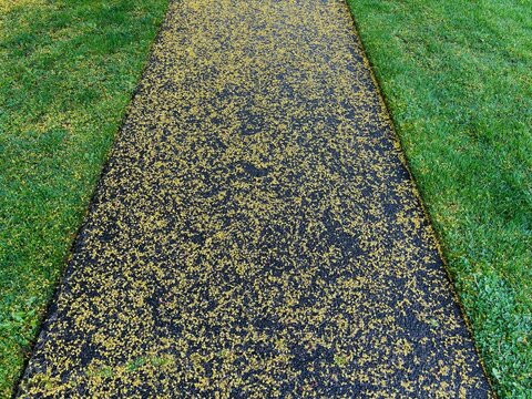 Wet sidewalk in Spring