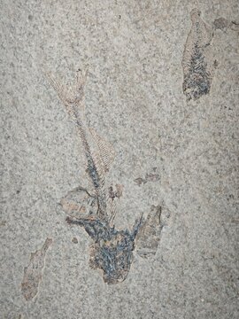 Fossils of Fish Found in Limestone Rock on a Geological Site