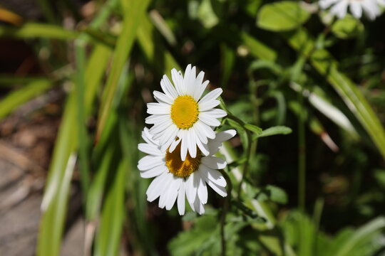 pair of Oxeye daisy blossoms, white ray florets surrounding prominent yellow disc center (Leucanthemum-vulgare) (macro, close-up, sunlight) 4320