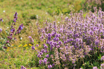 Obraz premium thyme growing in a field during bright daylight in a natural setting