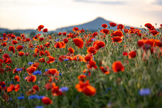 poppy meadow in Land of Extinct Volcanoes in Poland