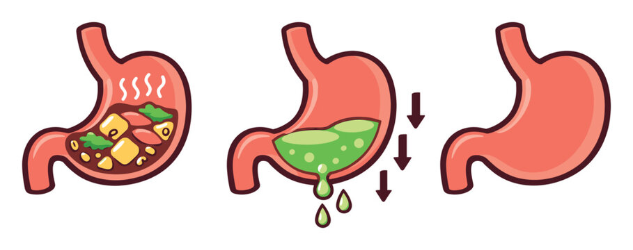 Stomach undergoing food digestion, gastric acid breaking down food, and emptying into the digestive system. Health and biology concept