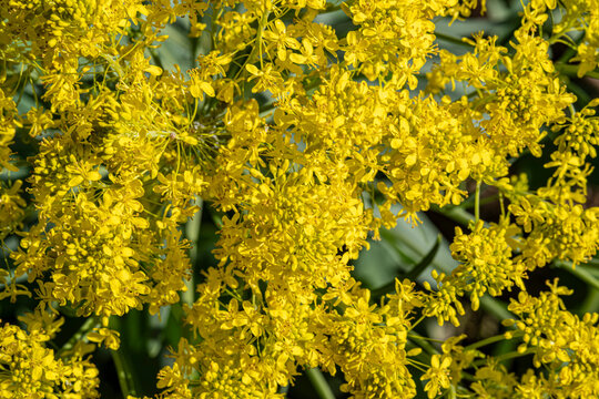 A dense cluster of bright yellow Isatis tinctoria flowers blooms under direct sunlight. The macro shot captures intricate textures with a soft bokeh background. Vibrant spring nature background.