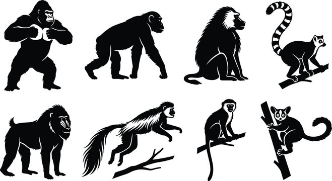 Monkeys and primates vector silhouette set featuring gorilla chimpanzee baboon lemur mandrill and wild apes icons for wildlife design