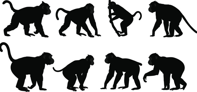 Monkey silhouettes collection, wild primate poses vector set, jungle animal design, tropical wildlife illustration, nature-inspired art for print and design