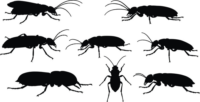 Black beetle silhouettes collection isolated on white background, insect vector illustration, crawling bugs, nature wildlife design, pest insect clipart
