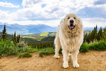Naklejka premium Great Pyrenees Dog with Mountain View