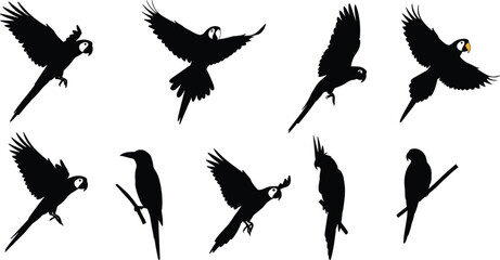Flying parrot silhouettes vector collection on white background, tropical bird illustration set, exotic macaw cockatoo wildlife design elements © Moksedul  Creative