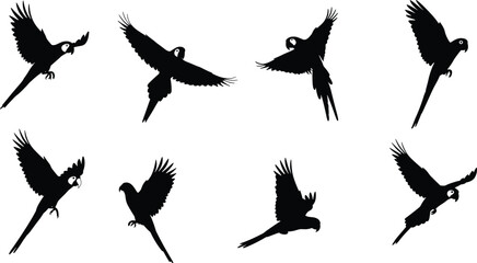 Flying parrot silhouette collection on white background, tropical macaw bird vector illustration, exotic wildlife design elements for nature art © Moksedul  Creative