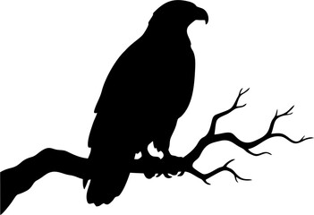 Fototapeta premium Perched Eagle Silhouette.eps