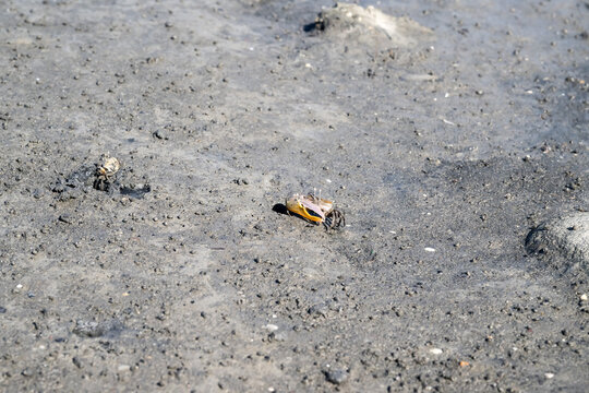 Northern Calling Fiddler Crab on the beach.