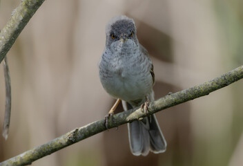 Fototapeta premium Barred warbler - male bird at the bushes near the river in spring