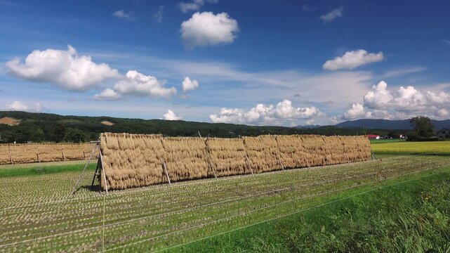稲のはさかけと雲