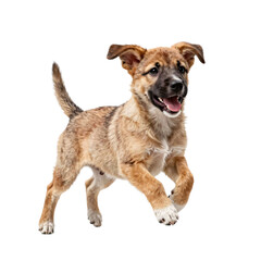 Fototapeta premium Energetic puppy mid-air leaps forward with happy expression on white backdrop