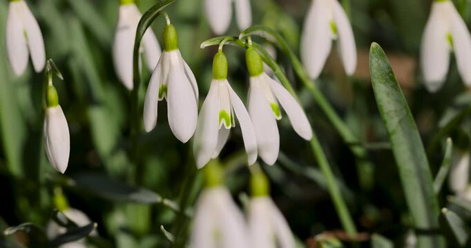 White snowdrops in the center of the frame, single snowdrops in the foreground surrounded by indistinct silhouettes of similar plants on a spring day.
