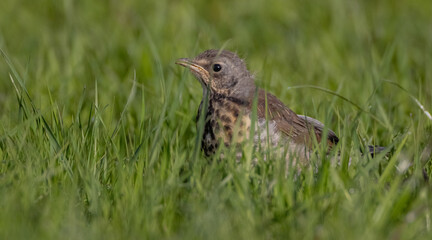 Fototapeta premium Fieldfare - juvenile bird in the city park