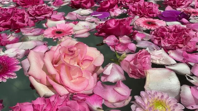 Pinke Blumen auf Wasser 