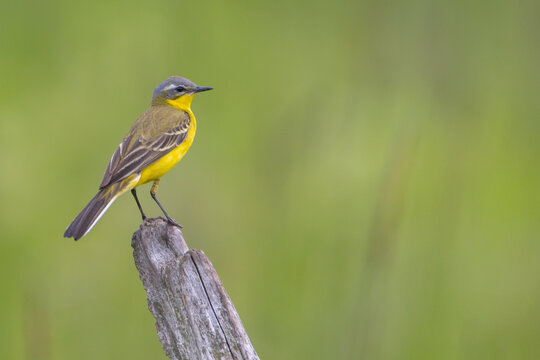 Yellow wagtail - male bird in summer at a wet fields