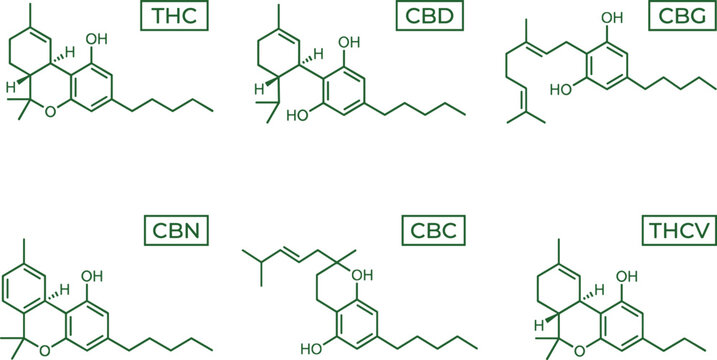 Cannabinoid chemical structure vector illustration set with formulas for THC CBD CBG CBN CBC and THCV molecules isolated on white background