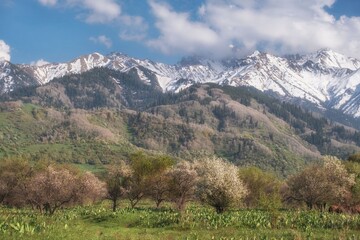 Spring landscape of Tien Shan mountains in Kazakhstan with wild blooming apple trees and green valley. Universal travel background for tourism advertising, ecology themes, and lifestyle concepts. © Lana Kray