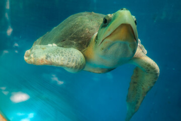 A sea turtle glides toward the camera in a clear pool at a Maldives resort facility, flippers extended, mouth slightly open, soft diffused light highlights shell and spots. © Aerial Film Studio