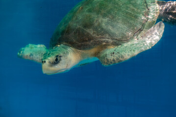 Underwater view shows a sea turtle gliding in a clear pool at a Maldives resort rehabilitation pool, shell and flippers lit by soft natural light in a calm scene. © Aerial Film Studio