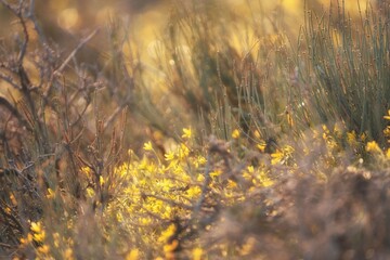 Golden hour sunlight illuminates wild yellow flowers and desert shrubs, creating a natural background with copy space for travel, wellness, and environmental themes. © Lana Kray