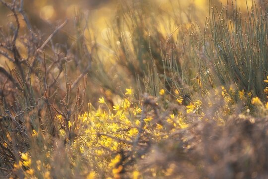 Golden hour sunlight illuminates wild yellow flowers and desert shrubs, creating a natural background with copy space for travel, wellness, and environmental themes.