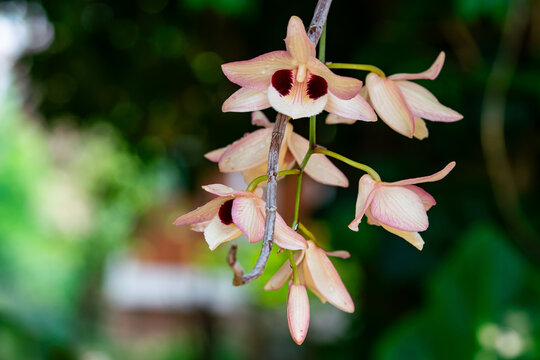 Closeup view of pink Dendrobium pulchellum orchid flowers