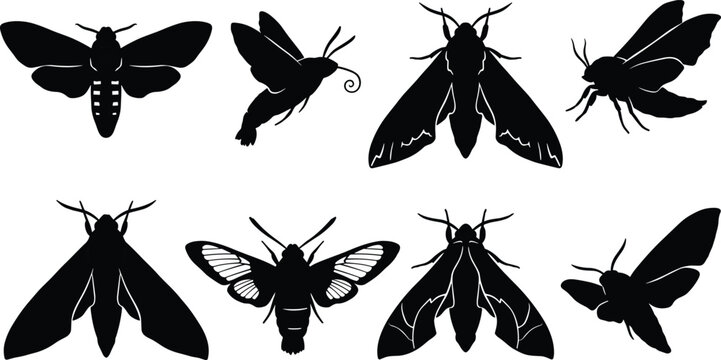 Black silhouettes of various moths and butterflies on white background, insects