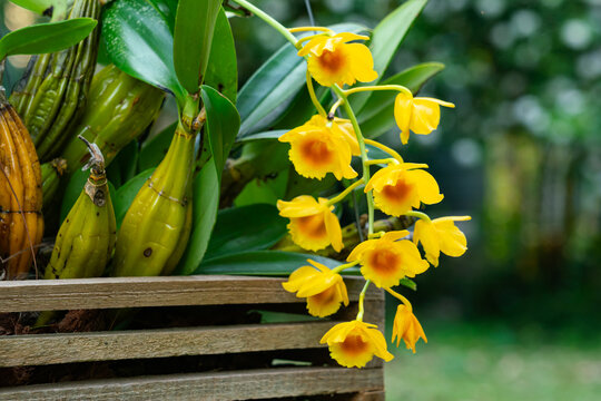 Blooming tropical Dendrobium chrysotoxum orchid flower