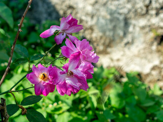 Naklejka premium Purple flowers blooming in natural outdoor setting