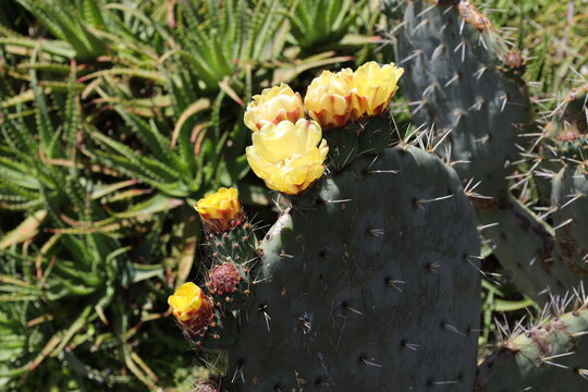 Prickly Pear Cactus, flat green pads, spines, yellow flowers (Opuntia-robusta) (macro, close-up, succulent, sunshine) 4363