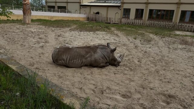 A wide shot of a rhinoceros lying down in a zoo habitat with buildings visible. The concept highlights the isolation and fragility of threatened species