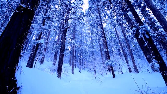 羽黒山の杉並木の冬