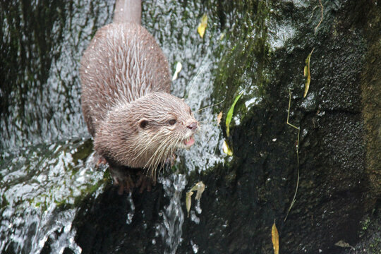otters in a zoo in berlin in germany 