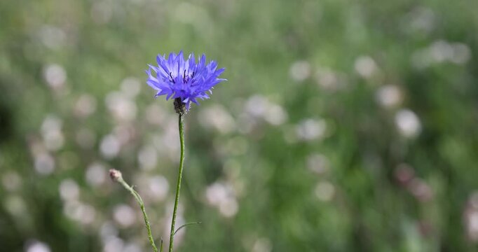 Field cornflower blue, wild cornflower grows in a green meadow on a blurred background