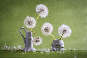 Fluffy dandelion flowers in vase  Taraxacum Officinale  © ramona georgescu