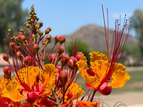 Pride of Barbados flowering shrub, also known as dwarf Poinciana, with Phoenix&rsquo;s South Mountain in the distance viewed from Tempe, Arizona