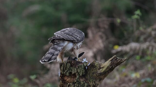 Goshawk sitting on a dead branch and eating a dead wood pigeon, autumn, birds of prey, north rhine westphalia, (accipiter gentilis), germany