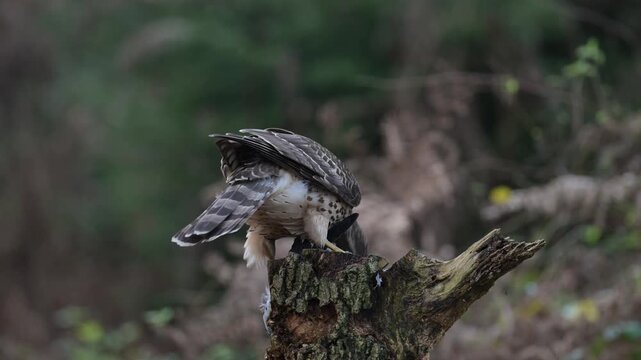 Goshawk sitting on a dead branch and eating a dead wood pigeon, autumn, birds of prey, north rhine westphalia, (accipiter gentilis), germany