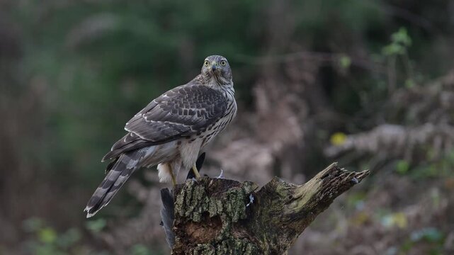 Goshawk sitting on a dead branch plucking feathers from a dead wood pigeon, autumn, birds of prey, north rhine westphalia, (accipiter gentilis), germany