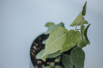 Macro close-up of a fresh green eucalyptus plant leaf with detailed vein texture and soft natural lighting. Minimalistic botanical background with shallow depth of field and selective focus. © Jolanta