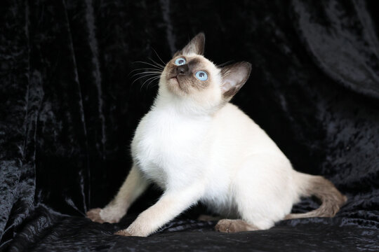 Purebred Siamese kitten with blue eyes on dark background